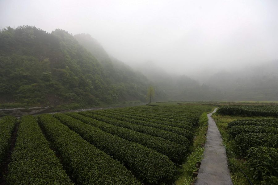 農(nóng)行重慶秀山支行通過公司、基地、農(nóng)戶支持當(dāng)?shù)剞r(nóng)民走上脫民致富